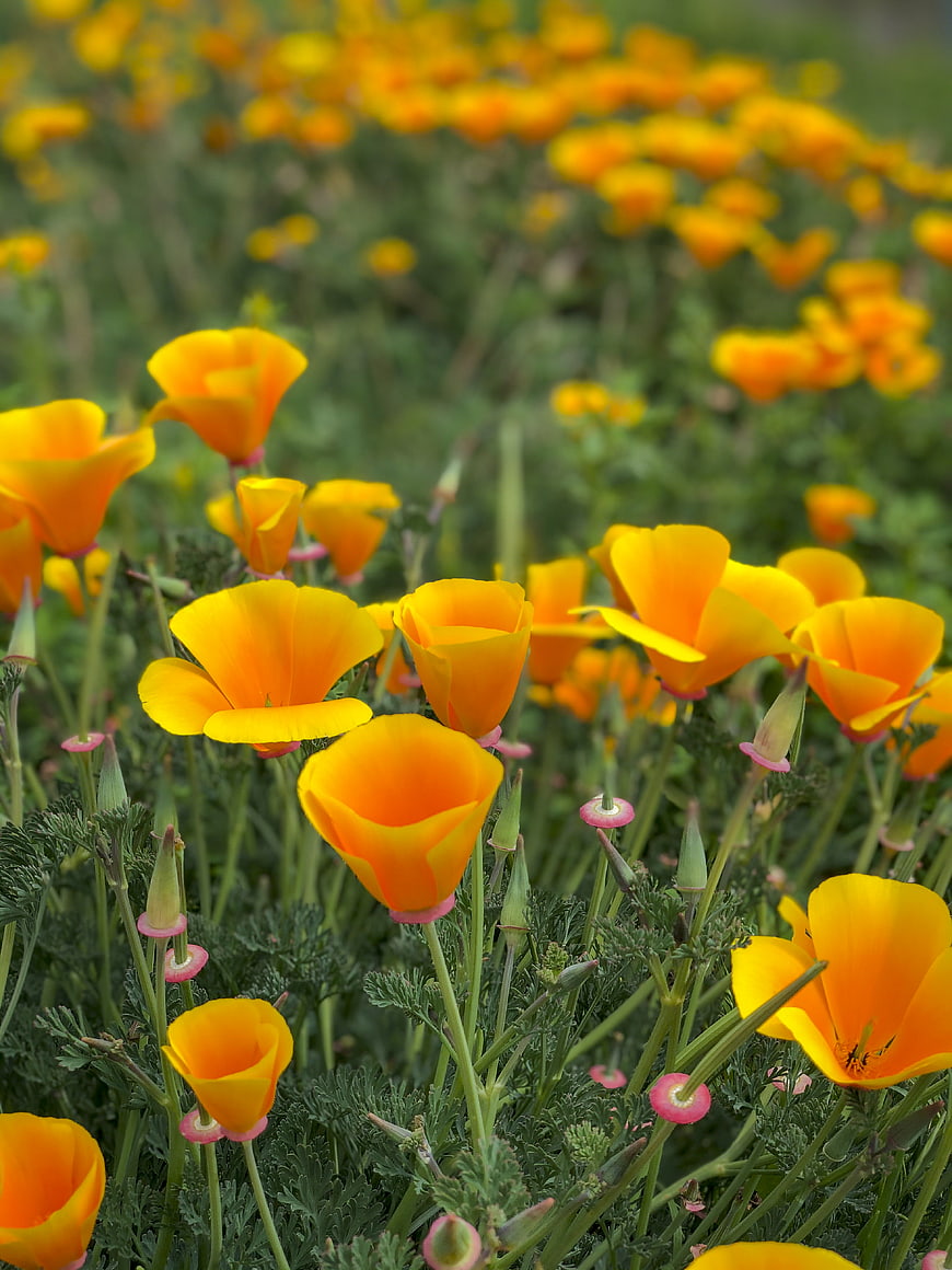 Vibrant Orange California Poppies in a Green Field