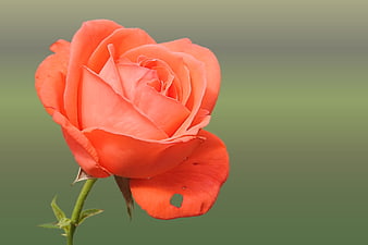 Close-up of a vibrant orange rose with green background