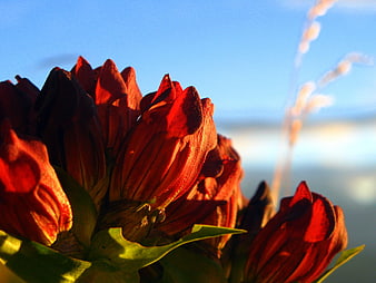 Close-up of red alpine gentian flowers against blue sky