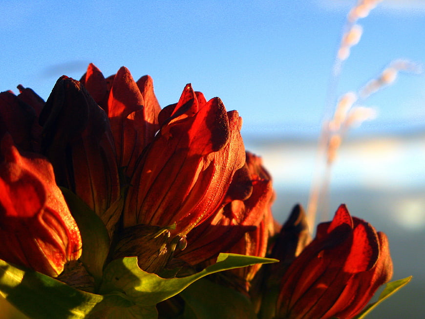 Close-up of red alpine gentian flowers against blue sky