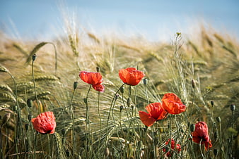 Red Poppies Blooming in Golden Wheat Field