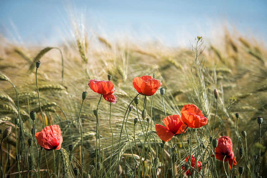 Red Poppies Blooming in Golden Wheat Field