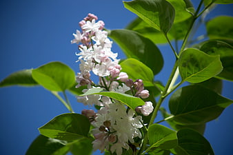 White and Pink Lilac Flowers Against Blue Sky