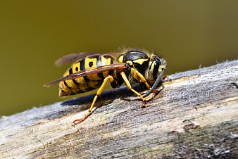 Close-up of a yellow and black wasp on wood