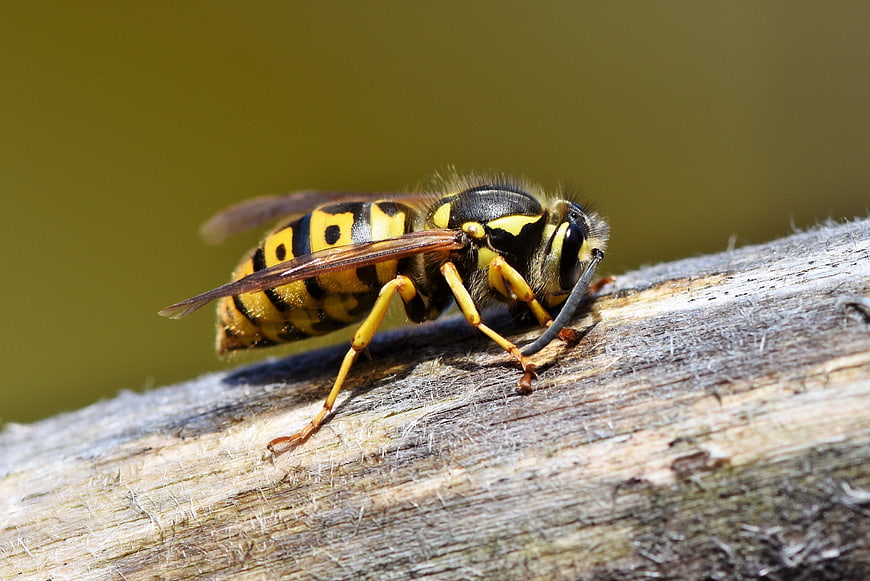 Close-up of a yellow and black wasp on wood
