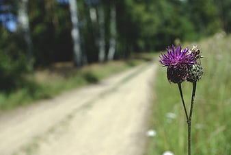 Purple Thistle Flower by a Blurred Forest Road