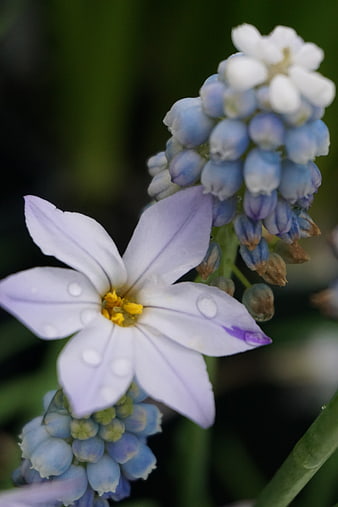 Close-up of white and blue flowers with water droplets