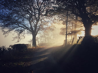 Misty Country Lane with Sunbeams Through Trees