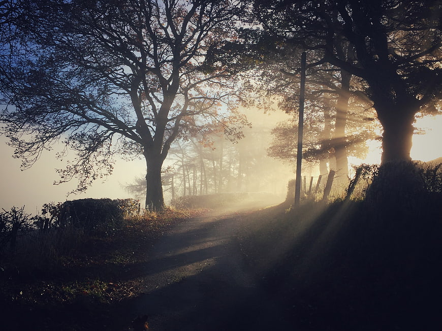 Misty Country Lane with Sunbeams Through Trees