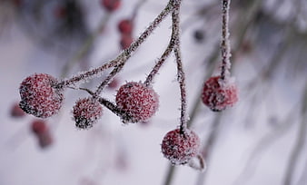 Frosted red berries on a branch in winter