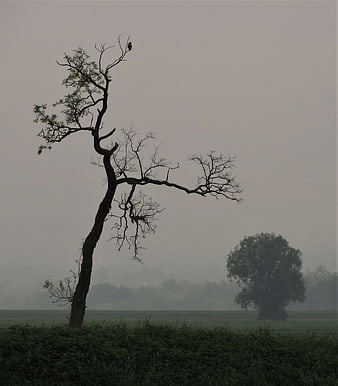 Silhouette of gnarled tree with bird in foggy landscape