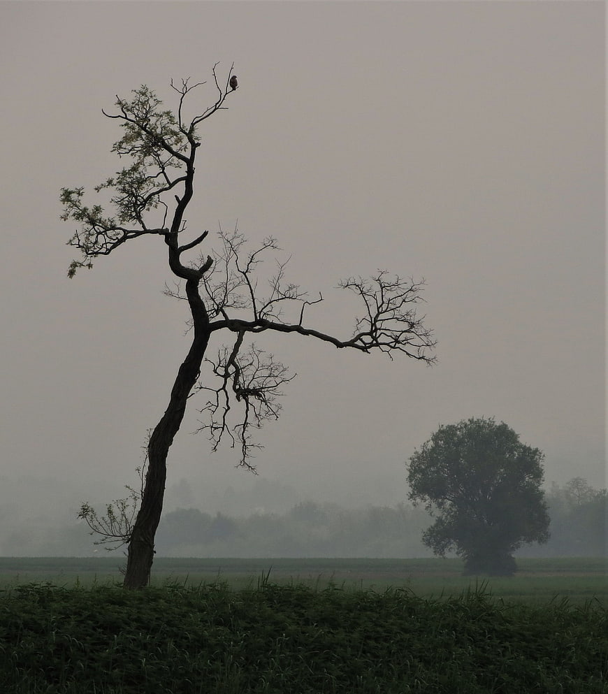 Silhouette of gnarled tree with bird in foggy landscape