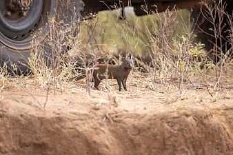 Dwarf mongoose standing alert in dry African bush near safari vehicle