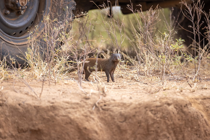 Dwarf mongoose standing alert in dry African bush near safari vehicle