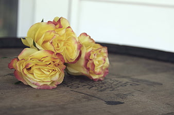 Yellow and Pink Roses on Rustic Wooden Barrel