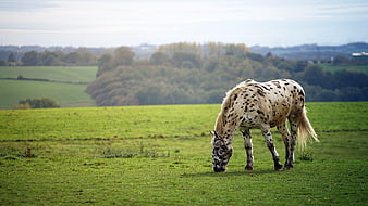 Spotted Appaloosa Horse Grazing In Green Meadow