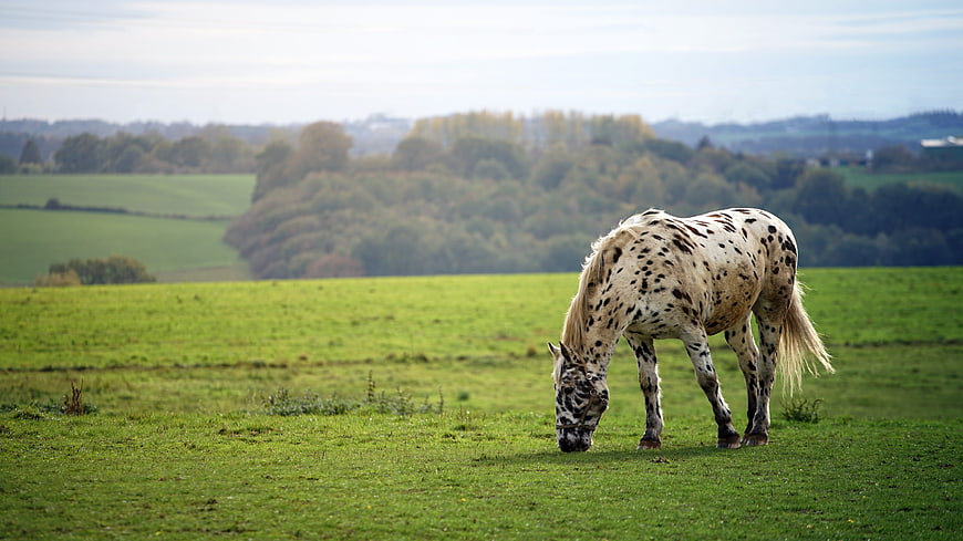 Spotted Appaloosa Horse Grazing In Green Meadow
