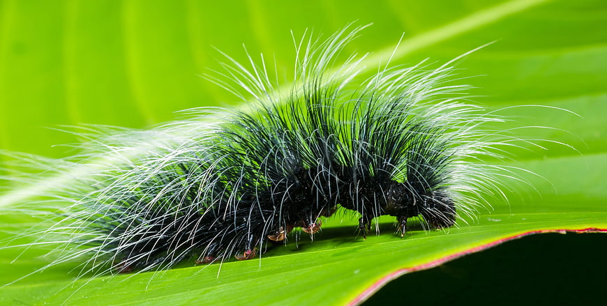 Macro of Hairy Black and White Caterpillar on Green Leaf