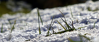 Green Grass Blades Emerging from Sparkling Snow