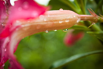 Close-up of pink oleander flower with water droplets