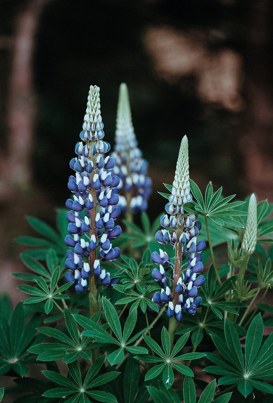 Blue and White Lupine Flowers in Garden
