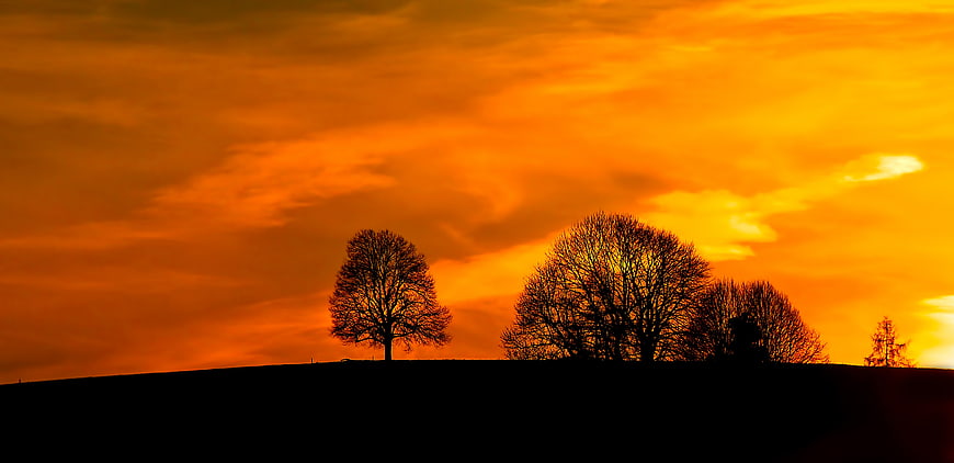 Silhouette of Trees Against Vibrant Orange Sunset Sky