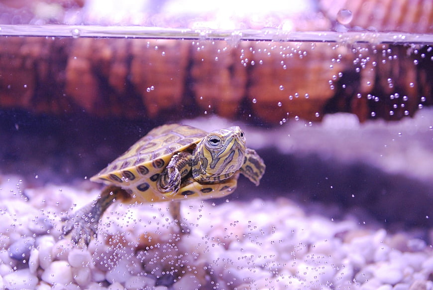 Young turtle swimming underwater in a clear aquarium tank