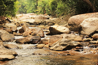 Scenic Rocky Stream Flowing Through Lush Green Forest