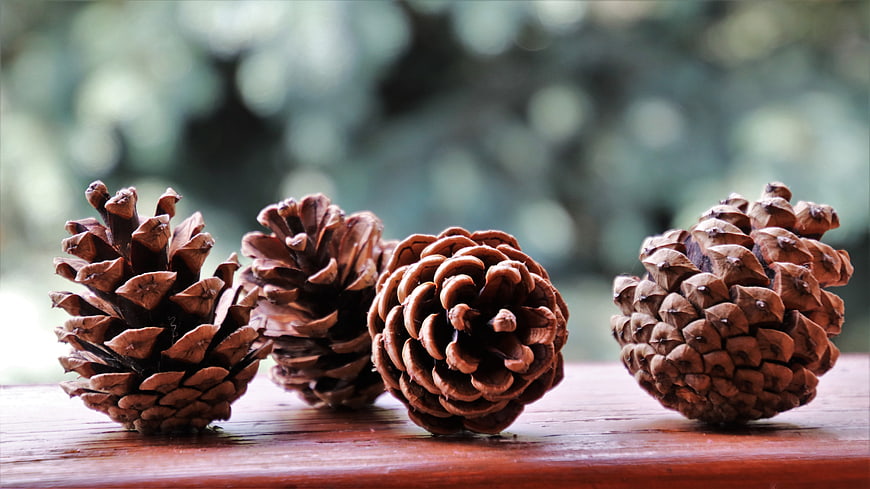 Four Pine Cones on Wooden Surface with Blurred Green Background