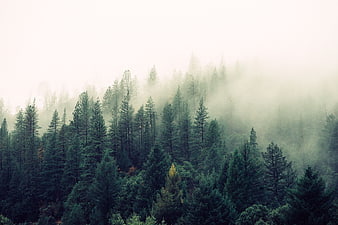 Misty Pine Forest Landscape with Foggy Atmosphere