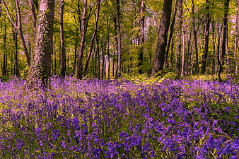 Vibrant Bluebell Forest Floor in Spring Sunlight