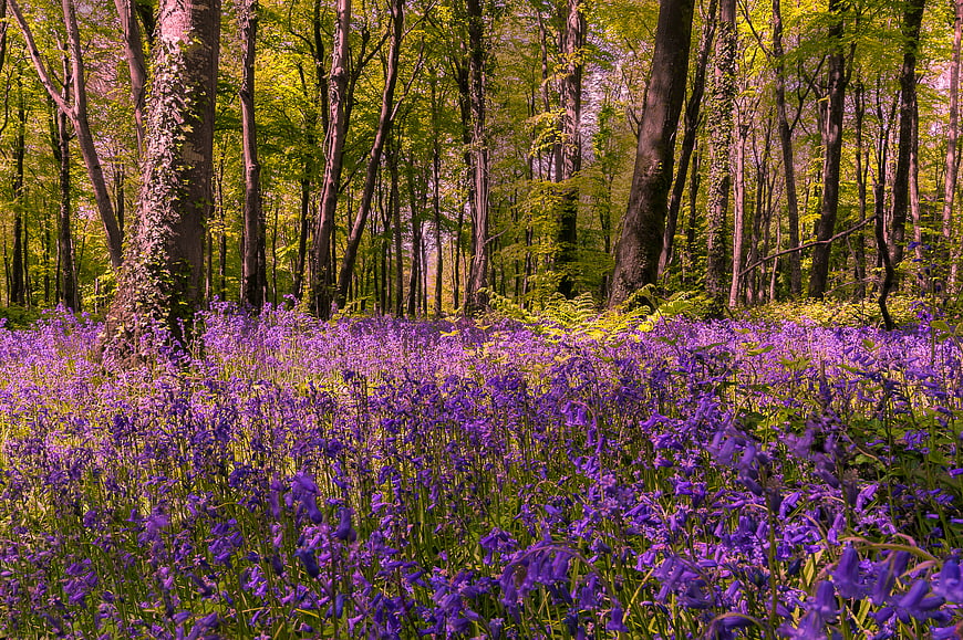 Vibrant Bluebell Forest Floor in Spring Sunlight