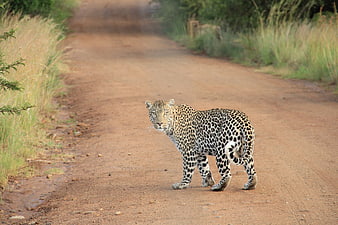 Leopard Walking on Dirt Road in African Savanna