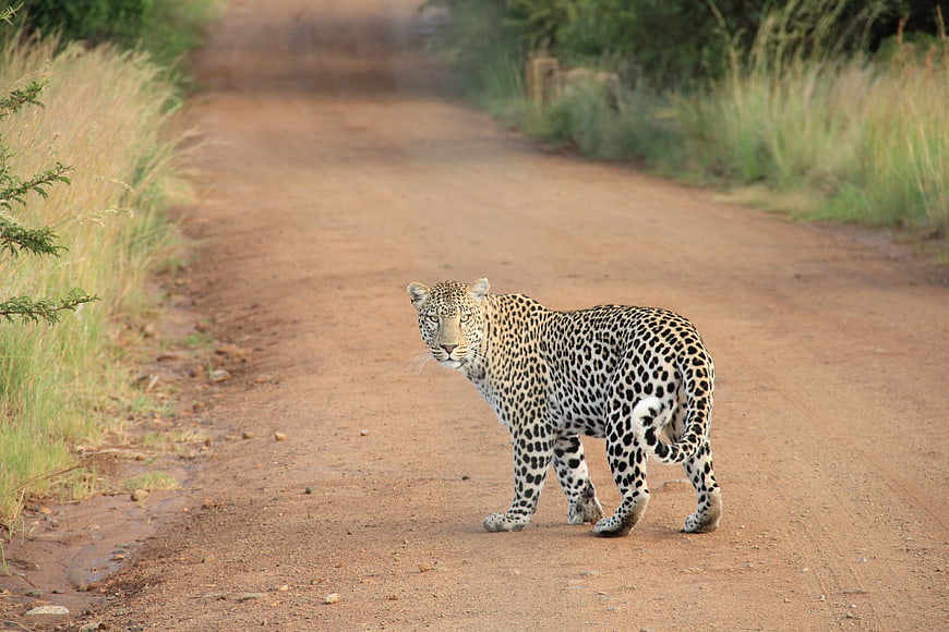 Leopard Walking on Dirt Road in African Savanna