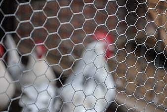White chickens behind hexagonal wire mesh fence