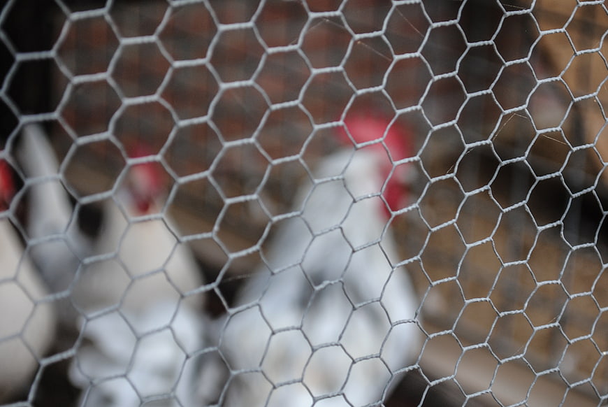 White chickens behind hexagonal wire mesh fence