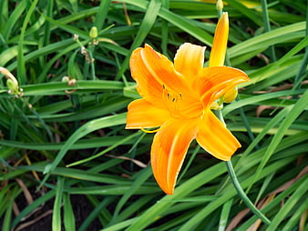 Vibrant Orange Daylily Bloom in Green Garden