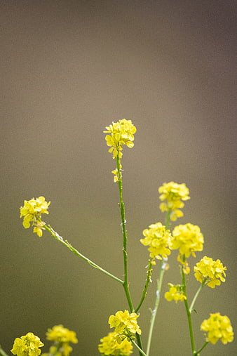 Yellow wildflowers against blurred natural background