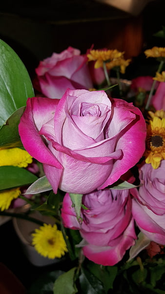 Close-up of vibrant pink and white roses with yellow chrysanthemums