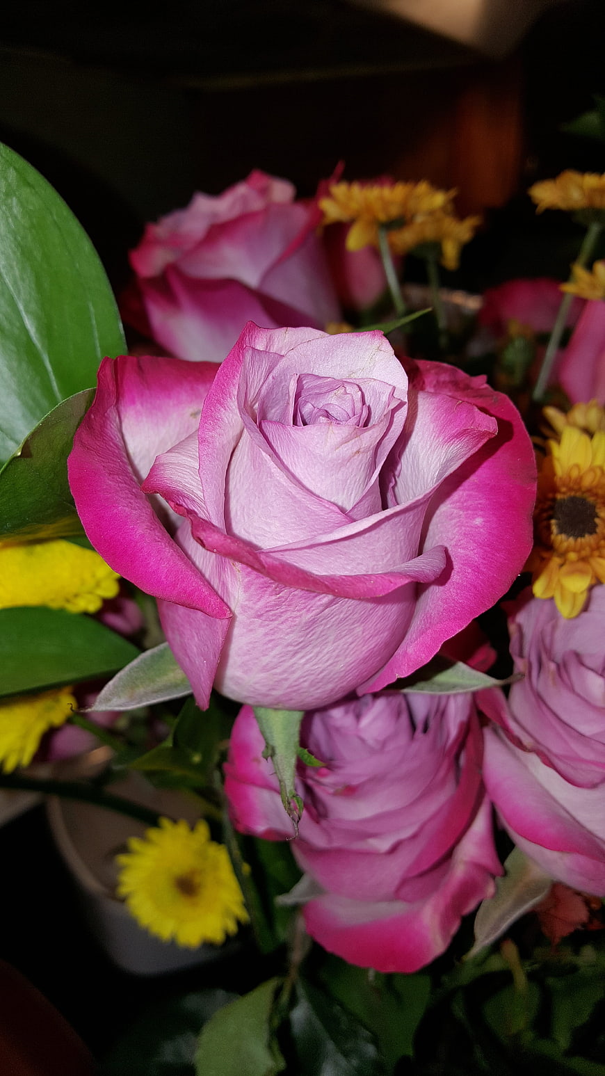 Close-up of vibrant pink and white roses with yellow chrysanthemums