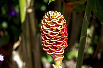 Close-up of Red Torch Ginger Flower Bud in Garden