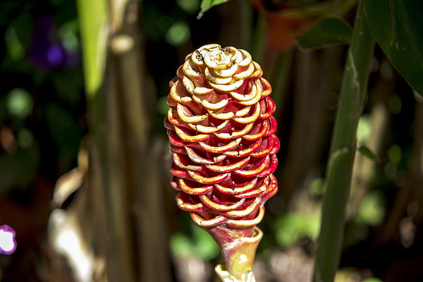 Close-up of Red Torch Ginger Flower Bud in Garden