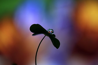 Macro shot of clover leaf with dewdrop reflecting colorful background