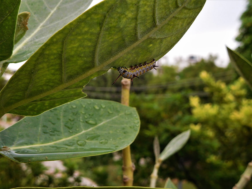 Monarch Caterpillar Eating Milkweed Leaf Close Up
