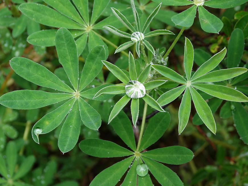 Close-up of green lupine leaves with water droplets