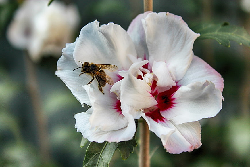 Honey Bee Pollinating White Hibiscus Flower with Red Eye
