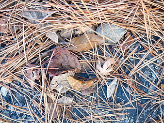 Close-up of dried pine needles and autumn leaves on ground