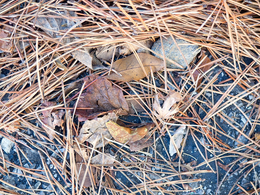 Close-up of dried pine needles and autumn leaves on ground