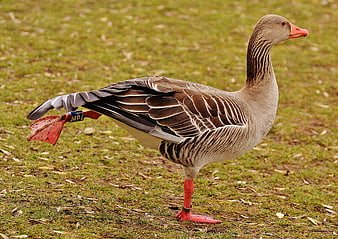 Gray Goose with Leg Band Standing on Green Grass