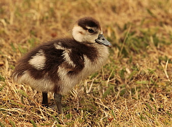 Egyptian Goose Gosling Standing In Dry Grass
